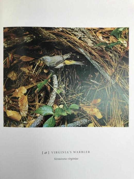 消失的鸣禽 126幅彩色插图 精装大16开 商品图10