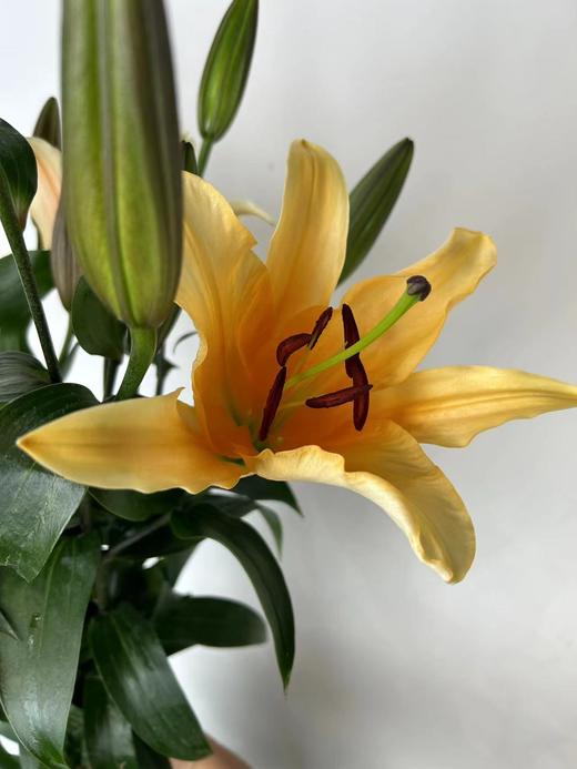 精品多头百合晚霞5支 商品图4