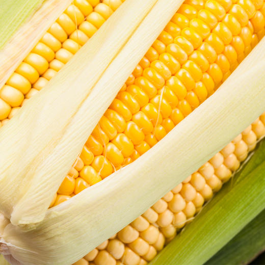 【贵泽甄选】一米距离 五常黄糯玉米 8根/10根 商品图2