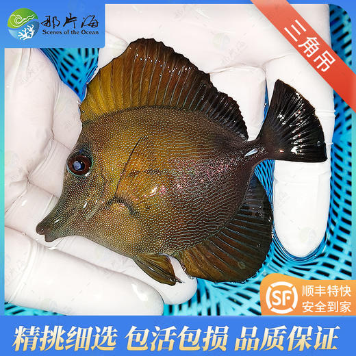 三角吊Zebrasoma scopas 商品图1