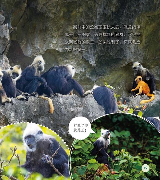 《了不起的动物朋友》（全20册） 商品图4