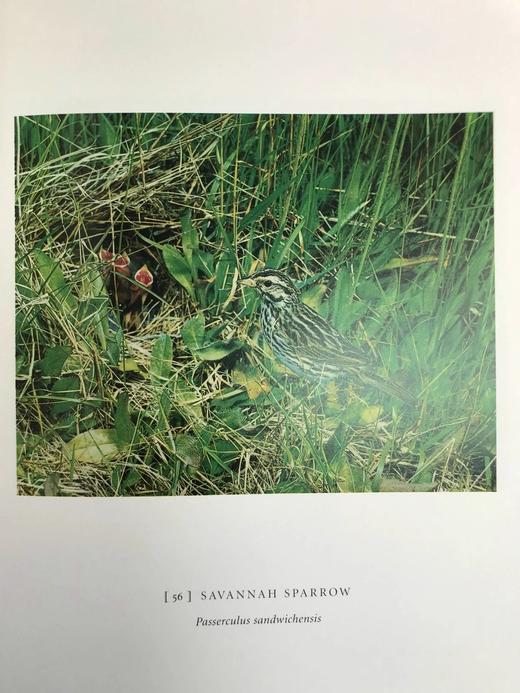 消失的鸣禽 126幅彩色插图 精装大16开 商品图6