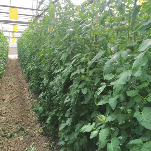 有机西红柿细面 商品图11