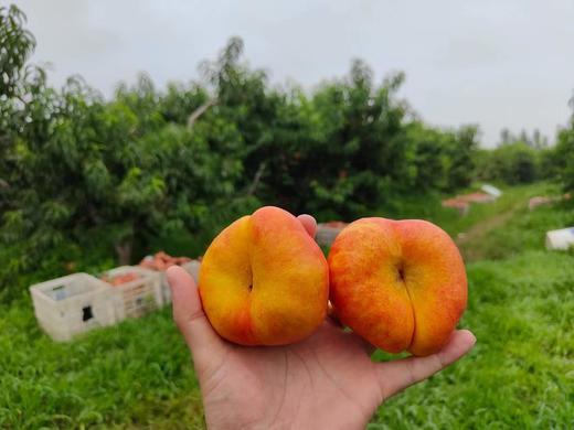 黄金油蟠桃2斤 商品图0