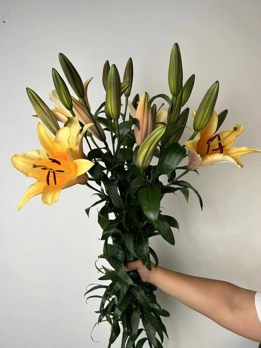 精品多头百合晚霞5支 商品图5