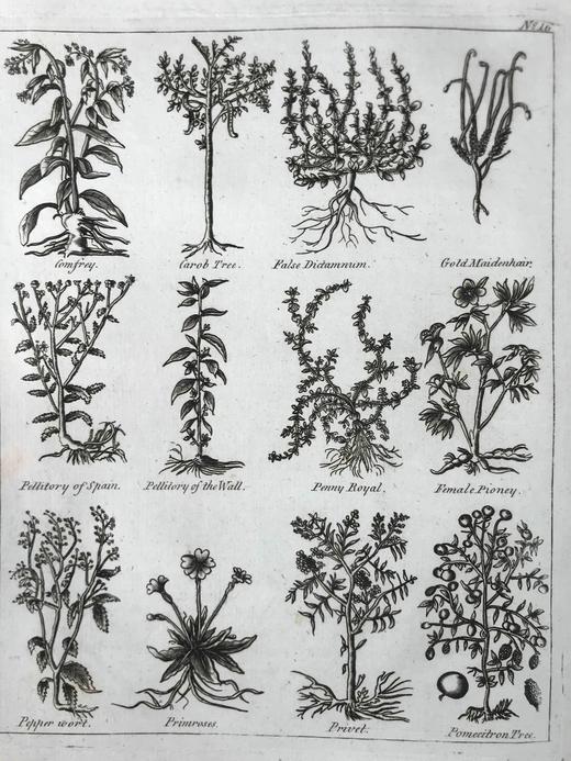 1789年 卡尔佩珀《英国医生与药草全书》 450余幅版画插图 漆布精装16开 商品图6