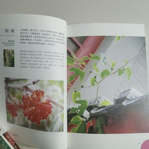 燕园草木(普及本) 许智宏，顾红雅 著 北京大学出版社 商品图3