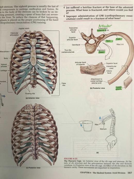 人体解剖图集 数千幅彩色插图 精装大16开 商品图5