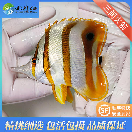 三间火箭Chelmon rostratus 商品图1