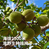 【高山现采发货较慢】云南高山准野放青梅/黄梅7月初 大理洱源产 树龄40年左右 海拔2500米森林 自然熟 5斤装 现采现摘 云南产地圆通发货（按订单顺序发货时效72小时，采摘后运下山发货，雨天延迟） 商品缩略图2