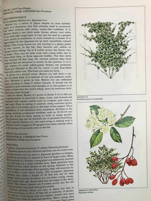 日本庭园图集 百余幅彩色插图 精装16开 商品图14