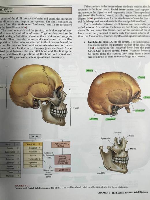 人体解剖图集 数千幅彩色插图 精装大16开 商品图7