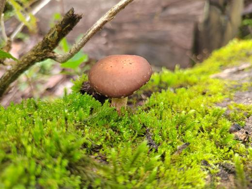 野生香菇干【产地直发】@康丽 商品图2