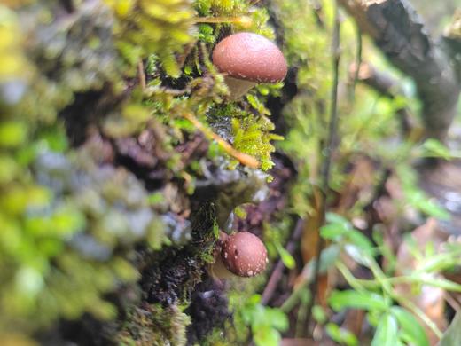 野生香菇干【产地直发】@康丽 商品图1