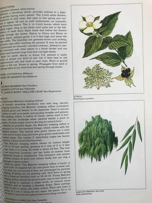 日本庭园图集 百余幅彩色插图 精装16开 商品图12