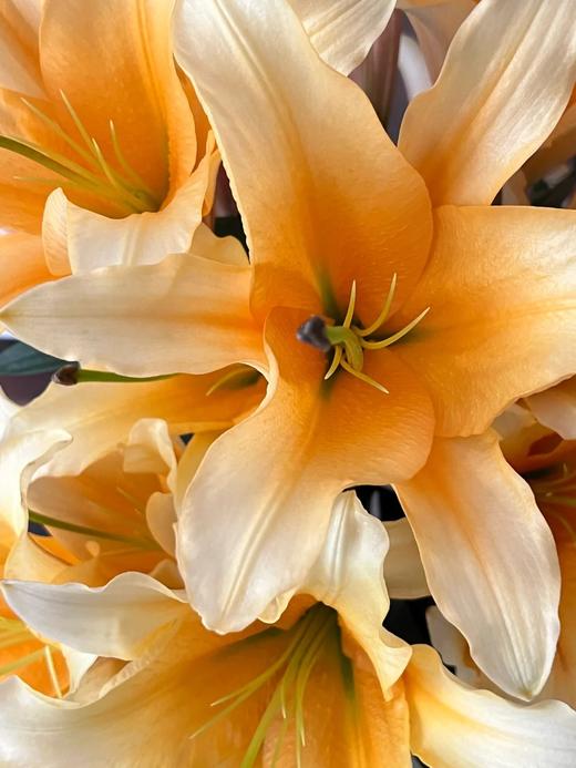 精品多头百合晚霞5支 商品图1