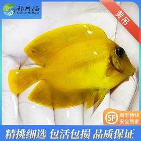 黄吊Acanthurus pyroferus
