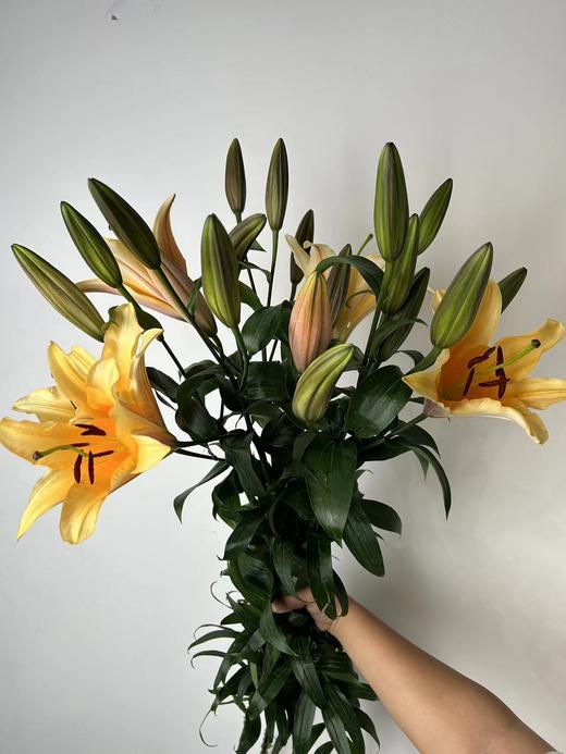 精品多头百合晚霞5支 商品图6