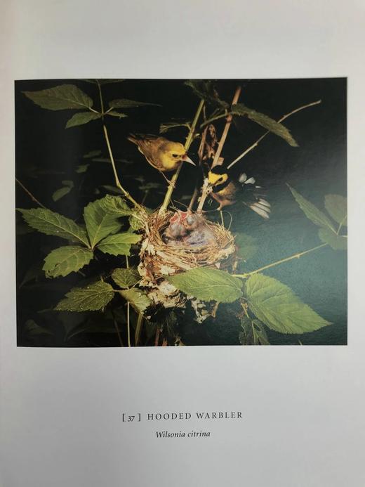 消失的鸣禽 126幅彩色插图 精装大16开 商品图13