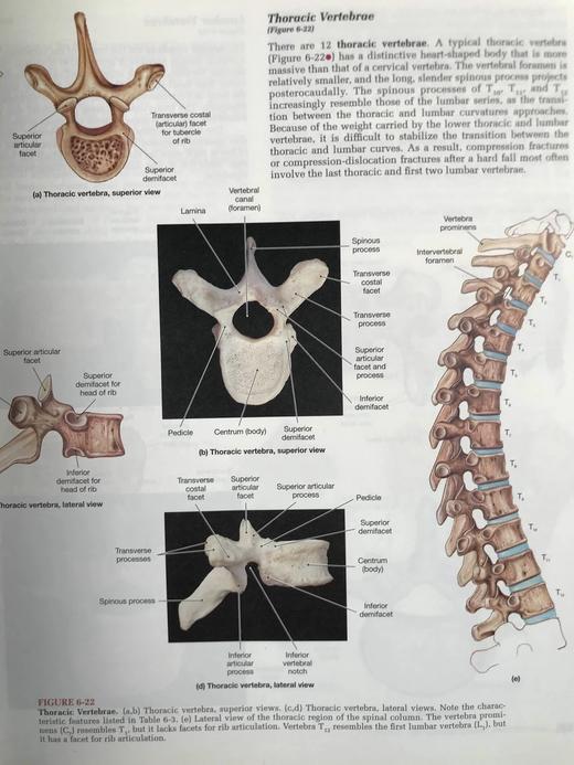 人体解剖图集 数千幅彩色插图 精装大16开 商品图6