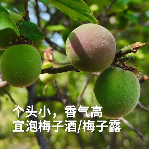 【高山现采发货较慢】云南高山准野放青梅/黄梅7月初 大理洱源产 树龄40年左右 海拔2500米森林 自然熟 5斤装 现采现摘 云南产地圆通发货（按订单顺序发货时效72小时，采摘后运下山发货，雨天延迟） 商品图4