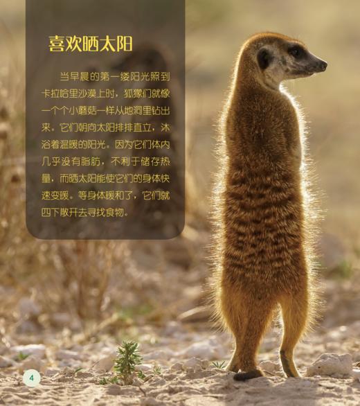 《了不起的动物朋友》（全20册） 商品图5