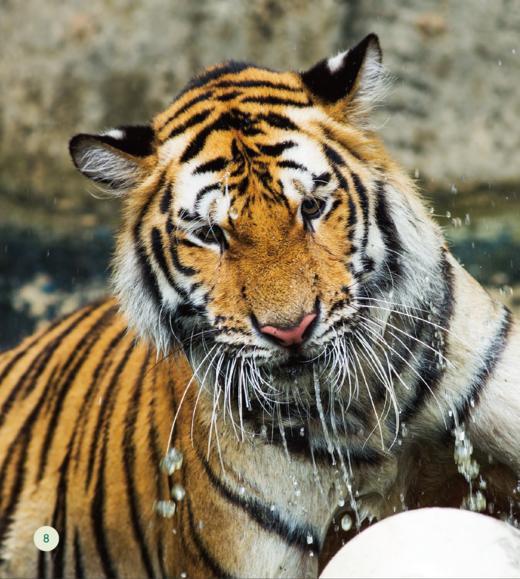 《了不起的动物朋友》（全20册） 商品图7