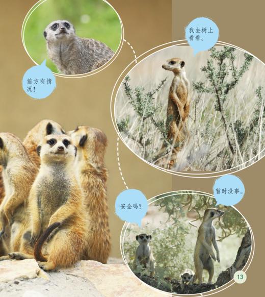 《了不起的动物朋友》（全20册） 商品图6