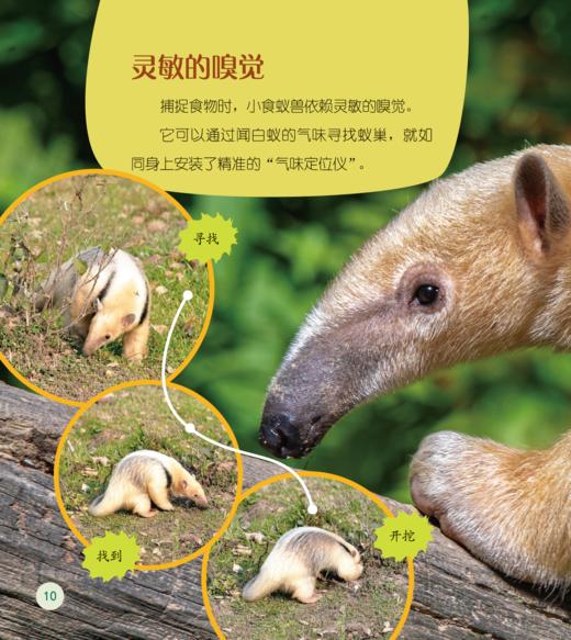 《了不起的动物朋友》（全20册） 商品图12