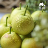 生态高原早蜜梨| 合作生产*Ecological plateau early honey pear| Partner Production 商品缩略图3
