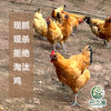 【巴之源】土鸡现宰真空包装冷链运输 商品缩略图2