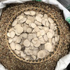 三棱 常用规格 生三棱切片 商品缩略图2