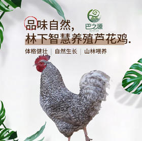 【巴之源】芦花鸡现宰真空包装冷链运输