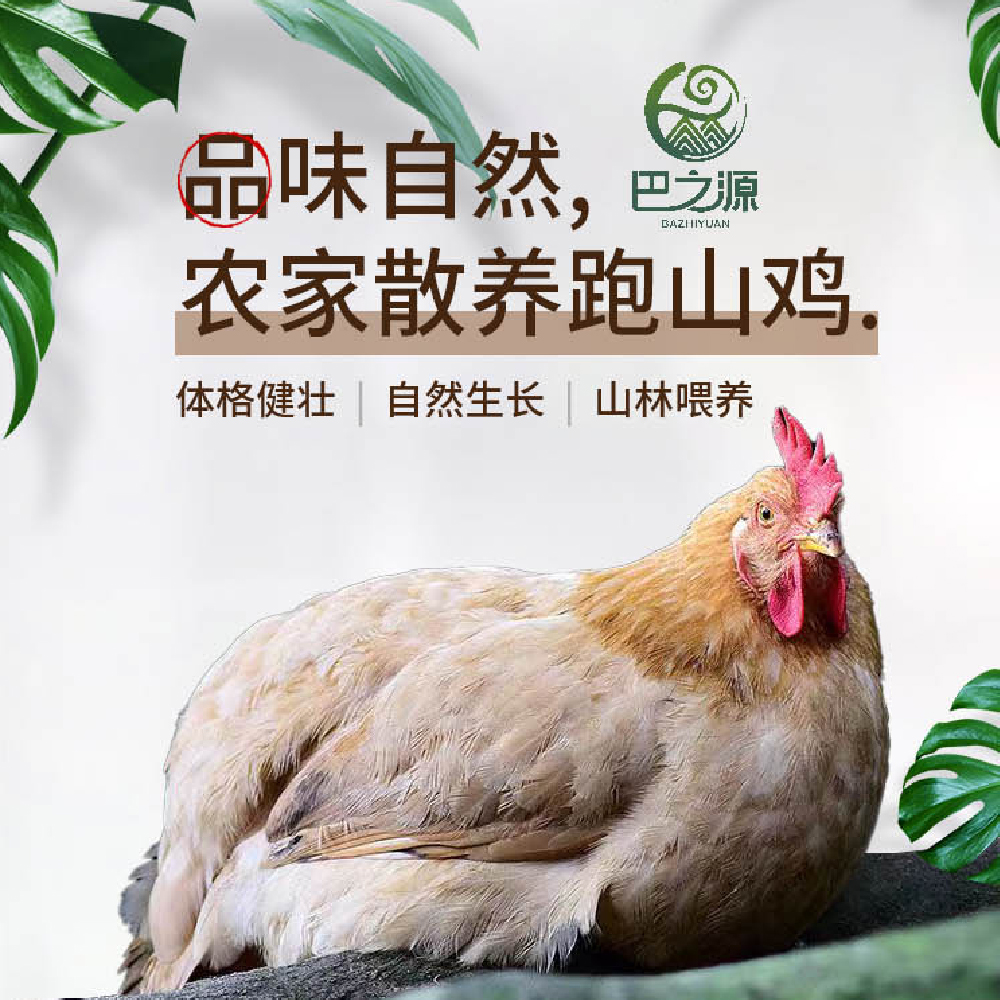 【巴之源】土鸡现宰真空包装冷链运输