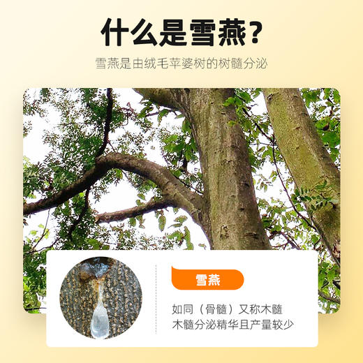 【杞里香雪燕100克】甄选云南雪燕 植物胶质植物非燕窝桃胶皂角米伴侣 商品图2
