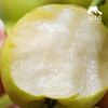生态高原早蜜梨| 合作生产*Ecological plateau early honey pear| Partner Production 商品缩略图1