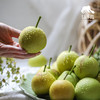 生态高原早蜜梨| 合作生产*Ecological plateau early honey pear| Partner Production 商品缩略图5