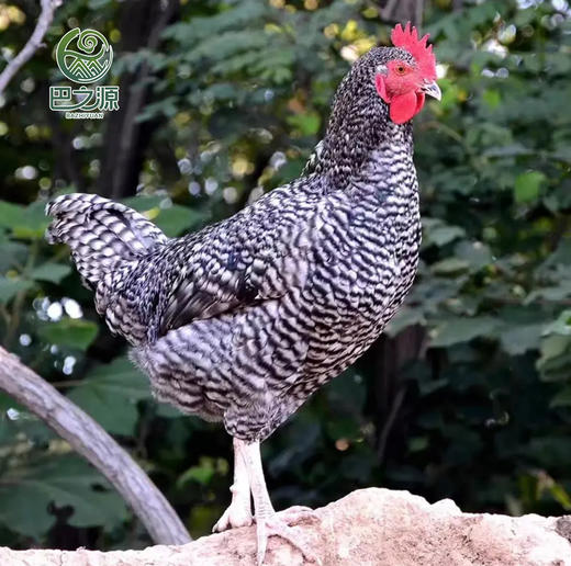 【巴之源】芦花鸡现宰真空包装冷链运输 商品图4