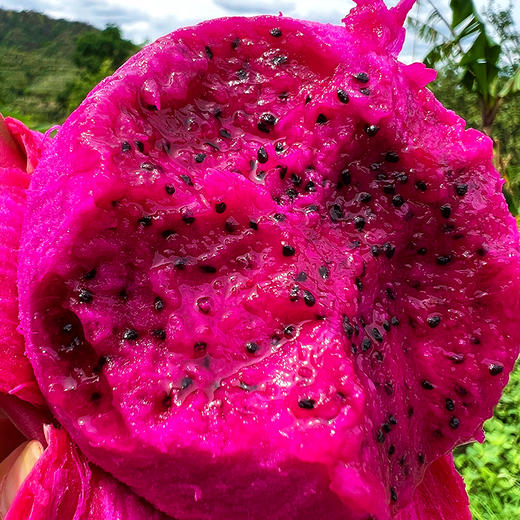 『攀枝花树上熟有机火龙果』靓丽浓甜，爽滑多汁，带有天然的玫瑰花香味 商品图6