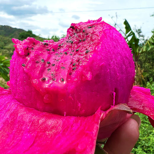 『攀枝花树上熟有机火龙果』靓丽浓甜，爽滑多汁，带有天然的玫瑰花香味 商品图0