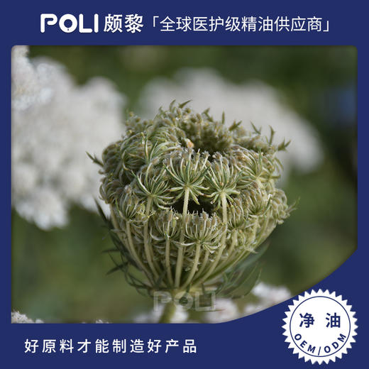 埃及进口胡萝卜籽净油原料 净油批发 POLI颇黎胡萝卜籽原精 商品图0