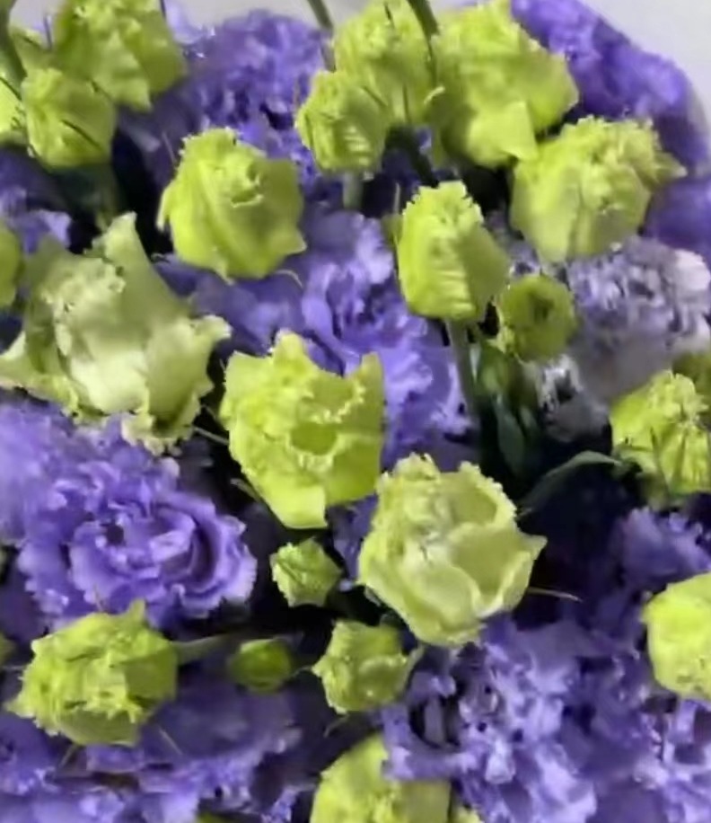 洋桔梗 | 农民浅紫