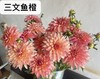 大丽花 商品缩略图8