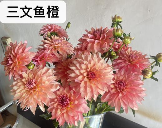 大丽花 商品图8