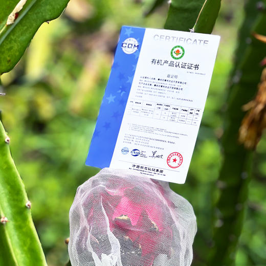 『攀枝花树上熟有机火龙果』靓丽浓甜，爽滑多汁，带有天然的玫瑰花香味 商品图5