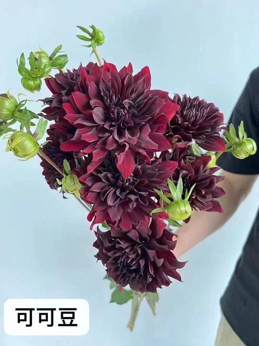 大丽花 商品图5