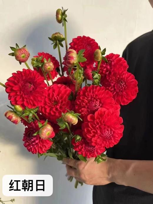 大丽花 商品图9