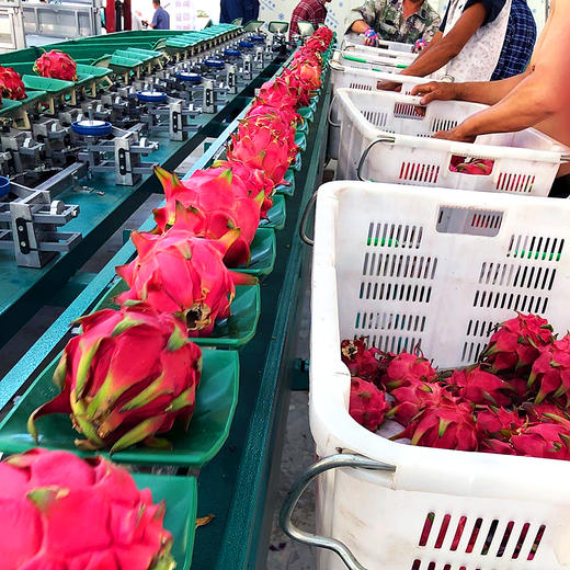 『攀枝花树上熟有机火龙果』靓丽浓甜，爽滑多汁，带有天然的玫瑰花香味 商品图11