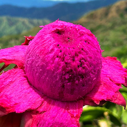 『攀枝花树上熟有机火龙果』靓丽浓甜，爽滑多汁，带有天然的玫瑰花香味 商品图4