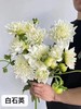 大丽花 商品缩略图6